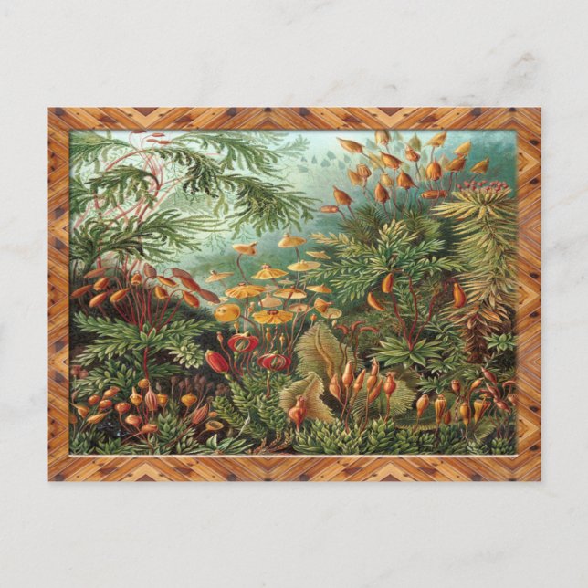 Cartão Postal Ernst Haeckel Art Impressão: Muscinae (Frente)