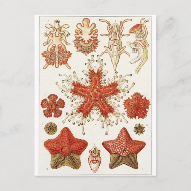 Cartão Postal Ernst Haeckel Art Postcard: Asteridea (Frente)