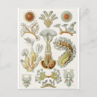 Cartão Postal Ernst Haeckel Art Postcard: Bryozoa