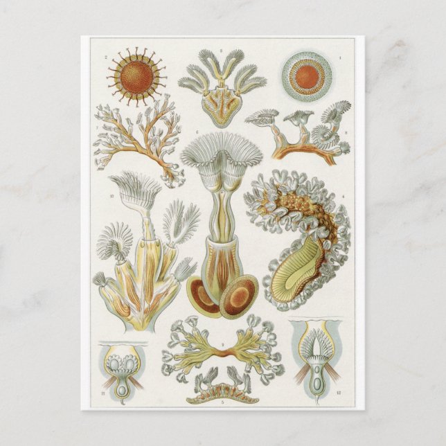 Cartão Postal Ernst Haeckel Art Postcard: Bryozoa (Frente)