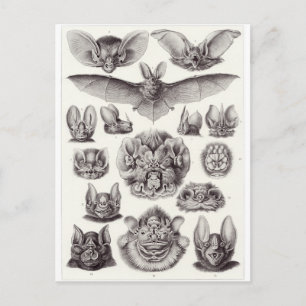 Cartão Postal Ernst Haeckel Art Postcard: Chiroptera