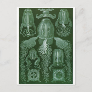 Cartão Postal Ernst Haeckel Art Postcard: Cubomedusa
