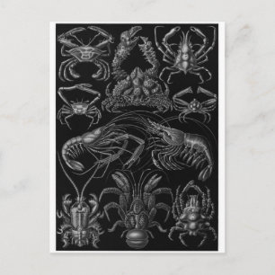 Cartão Postal Ernst Haeckel Art Postcard: Decapoda