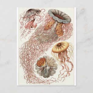 Cartão Postal Ernst Haeckel Art Postcard: Descomedidos