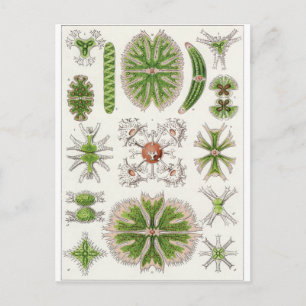 Cartão Postal Ernst Haeckel Art Postcard: Desmidiea