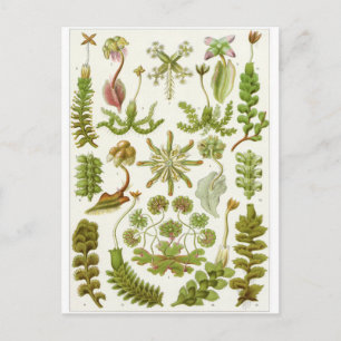 Cartão Postal Ernst Haeckel Art Postcard: Hepaticae