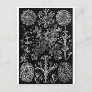 Cartão Postal Ernst Haeckel Art Postcard: Lichenes