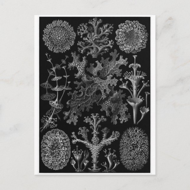 Cartão Postal Ernst Haeckel Art Postcard: Lichenes (Frente)