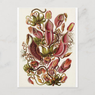 Cartão Postal Ernst Haeckel Art Postcard: Nepenthaceae