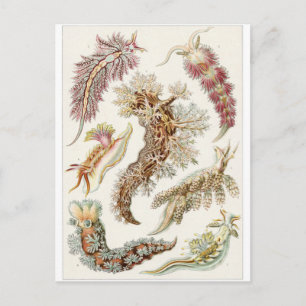 Cartão Postal Ernst Haeckel Art Postcard: Nudibranchia