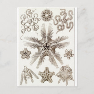 Cartão Postal Ernst Haeckel Art Postcard: Ophiodea