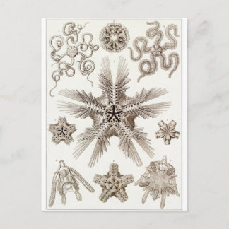 Cartão Postal Ernst Haeckel Art Postcard: Ophiodea
