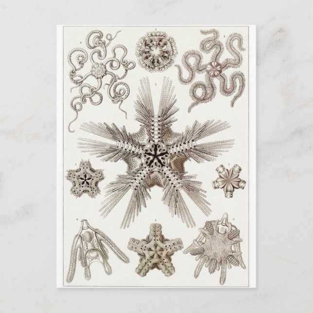 Cartão Postal Ernst Haeckel Art Postcard: Ophiodea (Frente)