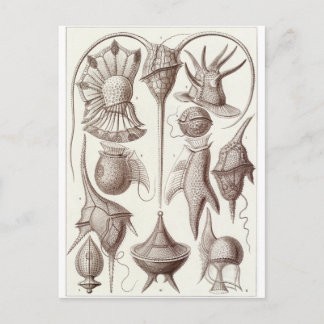 Cartão Postal Ernst Haeckel Art Postcard: Peridinea