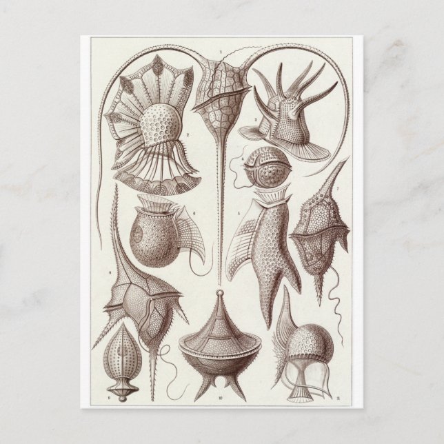 Cartão Postal Ernst Haeckel Art Postcard: Peridinea (Frente)