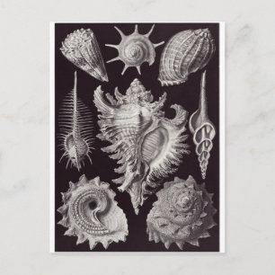 Cartão Postal Ernst Haeckel Art Postcard: Prosobranchia