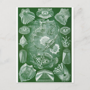 Cartão Postal Ernst Haeckel Art Postcard: Teleostei