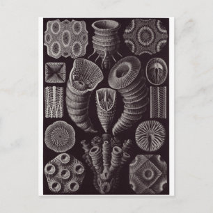 Cartão Postal Ernst Haeckel Art Postcard: Tetracorala