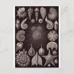 Cartão Postal Ernst Haeckel Art Postcard: Thalamphora