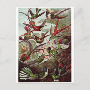 Cartão Postal Ernst Haeckel Art Postcard: Trochilídeos