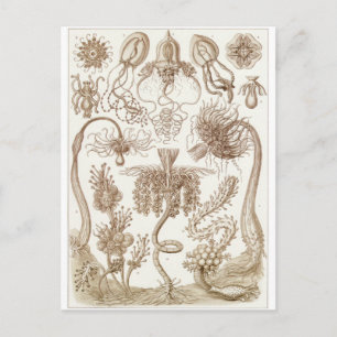 Cartão Postal Ernst Haeckel Art Postcard: Tubulariae