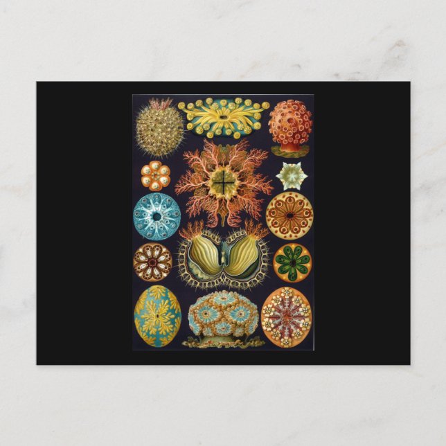 Cartão Postal Ernst Haeckel Ascidiae (Frente)