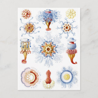 Cartão Postal Ernst Haeckel Colorful Siphonophorae 2