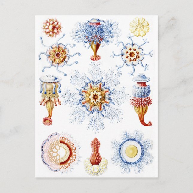 Cartão Postal Ernst Haeckel Colorful Siphonophorae 2 (Frente)