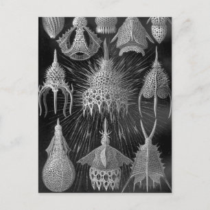 Cartão Postal Ernst Haeckel Cyrtoidea