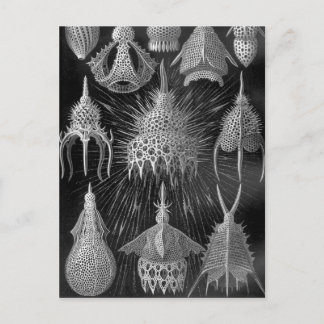Cartão Postal Ernst Haeckel Cyrtoidea