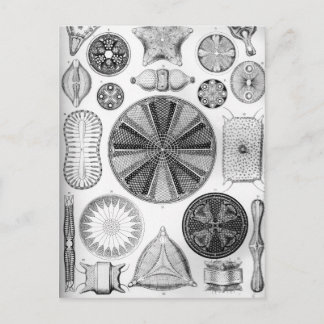 Cartão Postal Ernst Haeckel Diatomea