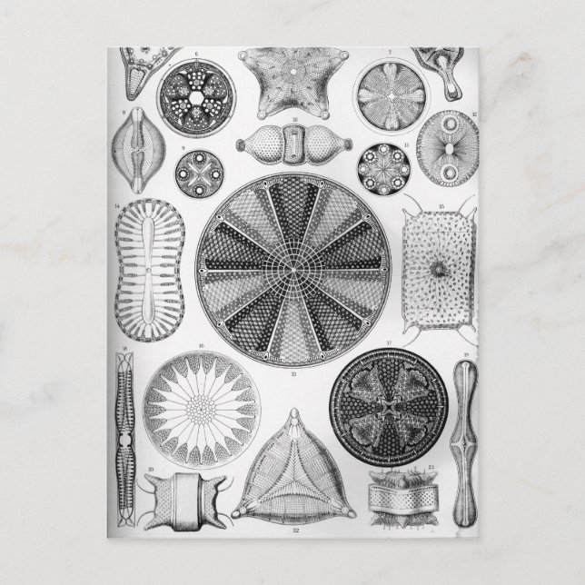 Cartão Postal Ernst Haeckel Diatomea (Frente)