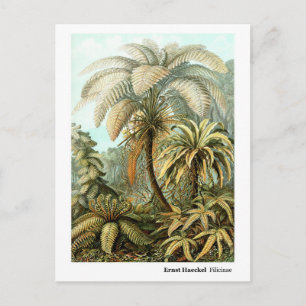Cartão Postal Ernst Haeckel Filicinae