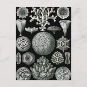 Cartão Postal Ernst Haeckel Hexacorallia Coral