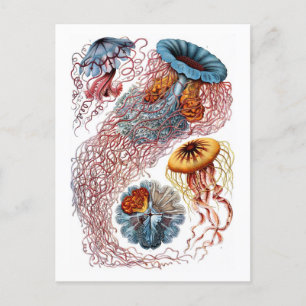 Cartão Postal Ernst Haeckel Jellyfish D. annasethe