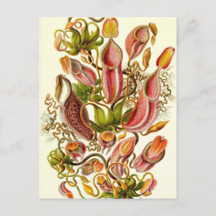 Cartão Postal Ernst Haeckel - Nepenthaceae