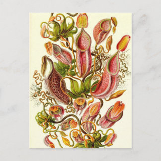 Cartão Postal Ernst Haeckel - Nepenthaceae