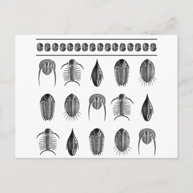 Cartão Postal Ernst Haeckel Trilobite Patterno - grande (Frente)