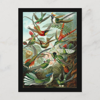 Cartão Postal Ernst Haeckel Trochilidae