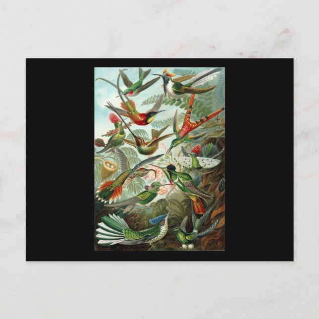 Cartão Postal Ernst Haeckel Trochilidae (Frente)