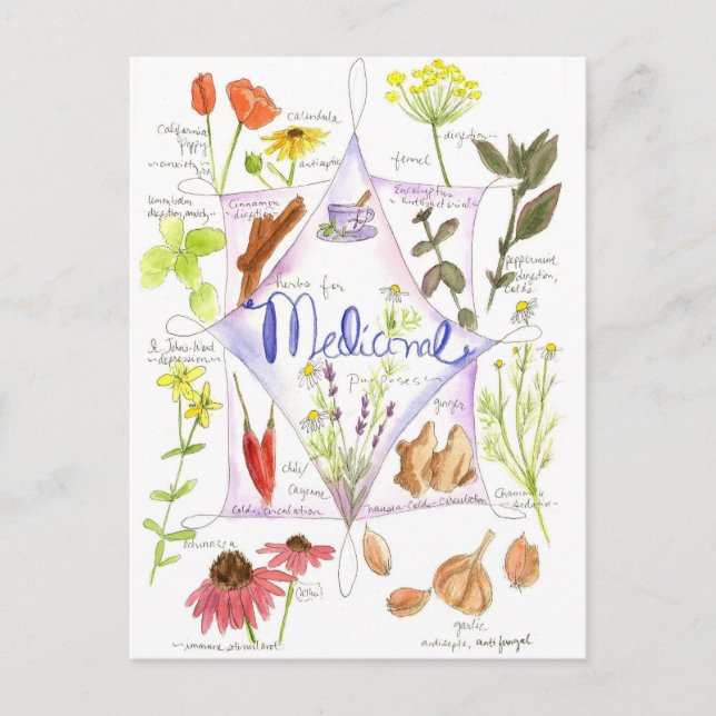 Cartão Postal Erva Medicinal Echinacea Alho Papoula (Frente)