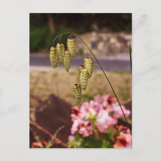 Cartão postal Ervas daninhas no meu jardim (Frente)