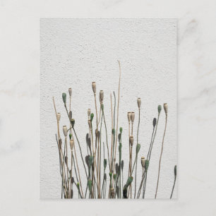 Cartão Postal ervas daninhas secas no verão hipster de flores si