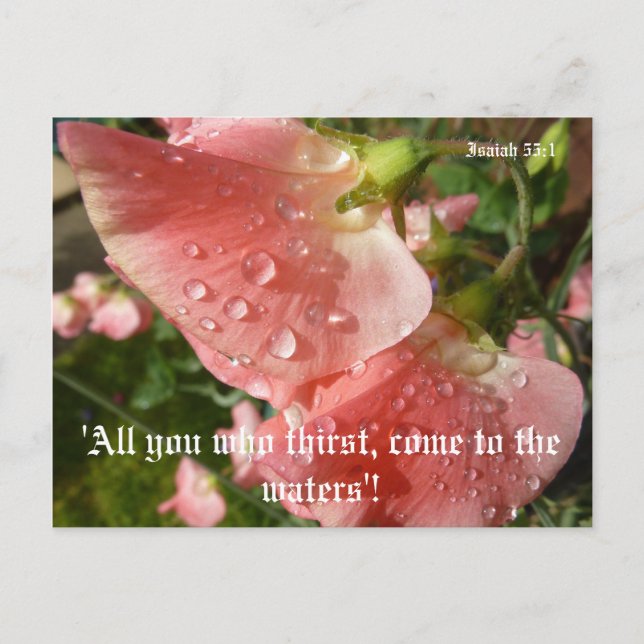 Cartão Postal Ervilhas doces (Frente)