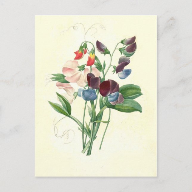 Cartão Postal Ervilhas doces por Pierre-Joseph Redouté (Frente)