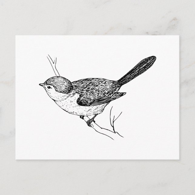 Cartão Postal Esboço curioso do pássaro Bushtit (Frente)