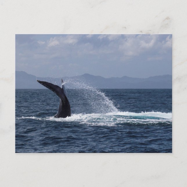 Cartão Postal Esboço Da Cauda Da Baleia De Humpback (Frente)