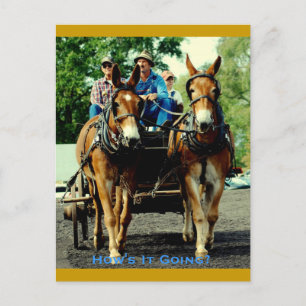 Cartão Postal esboço de cavalo do culpeão