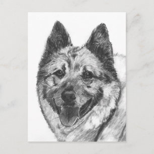 Cartão Postal Esboço de Elkhound do norueguês
