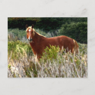 Cartão Postal Escada de Cavalo Selvagem
